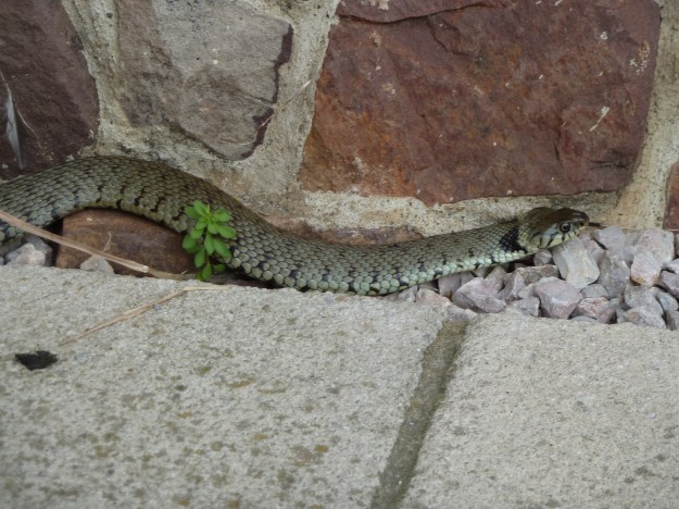 grass-snake