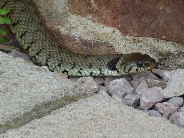 close-up of grass snake
