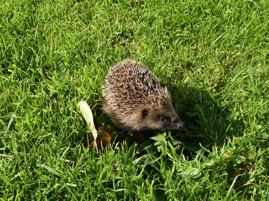 Another-hedgehog