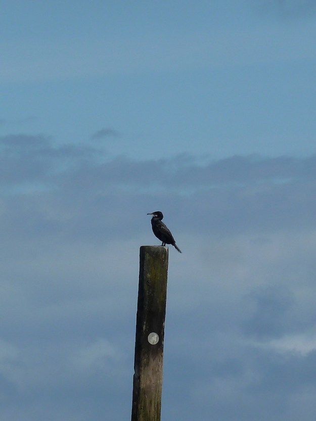 cormorant-blog