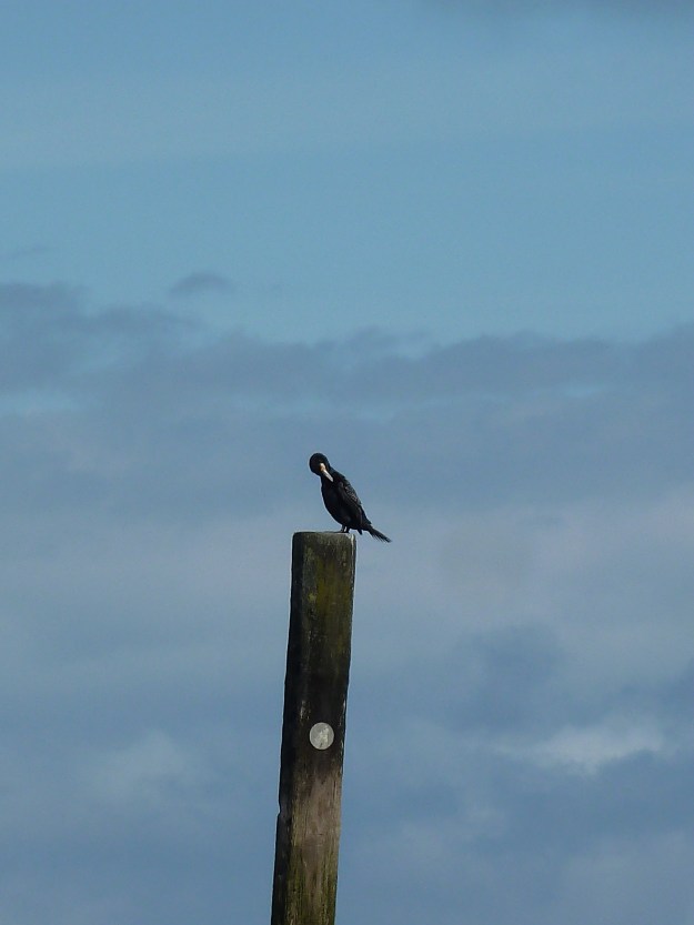 cormorant2-blog