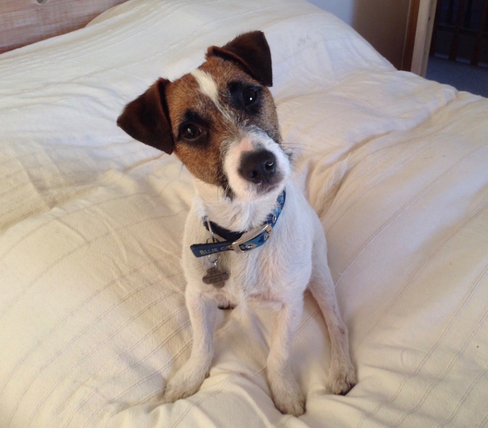 jack-russell-UK