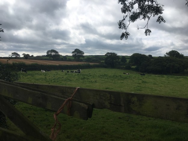 Another-field-in-Devon-uk