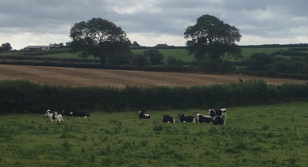 cows-in-devon-field-august-2017