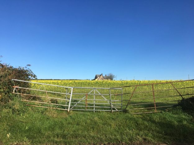 blue-sky-in-november-and-mustard-crop