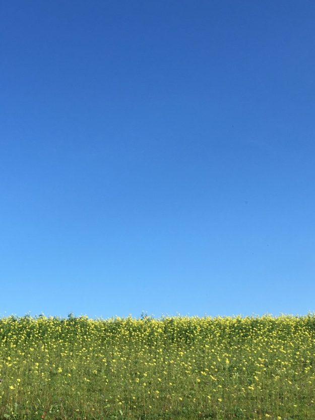 glorious-devon-in-november-2017