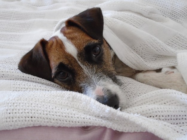 Parson-Russell-dog-distraction