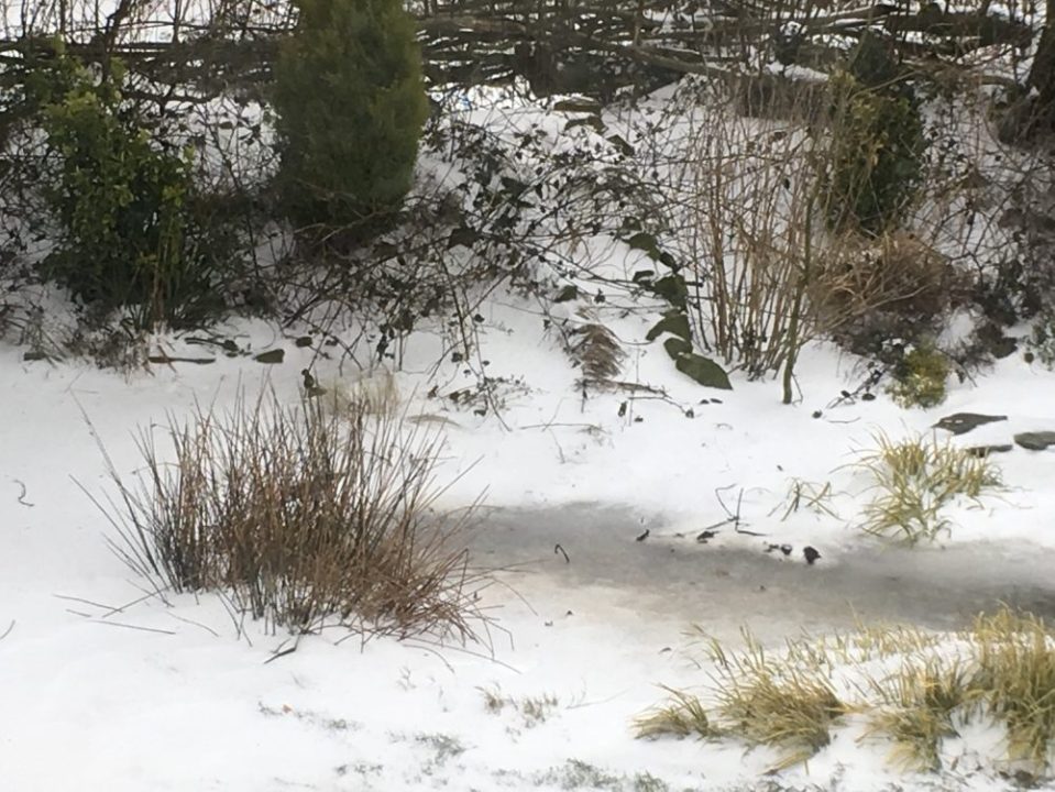 snow-on-pond-march-2018-Devon-uk